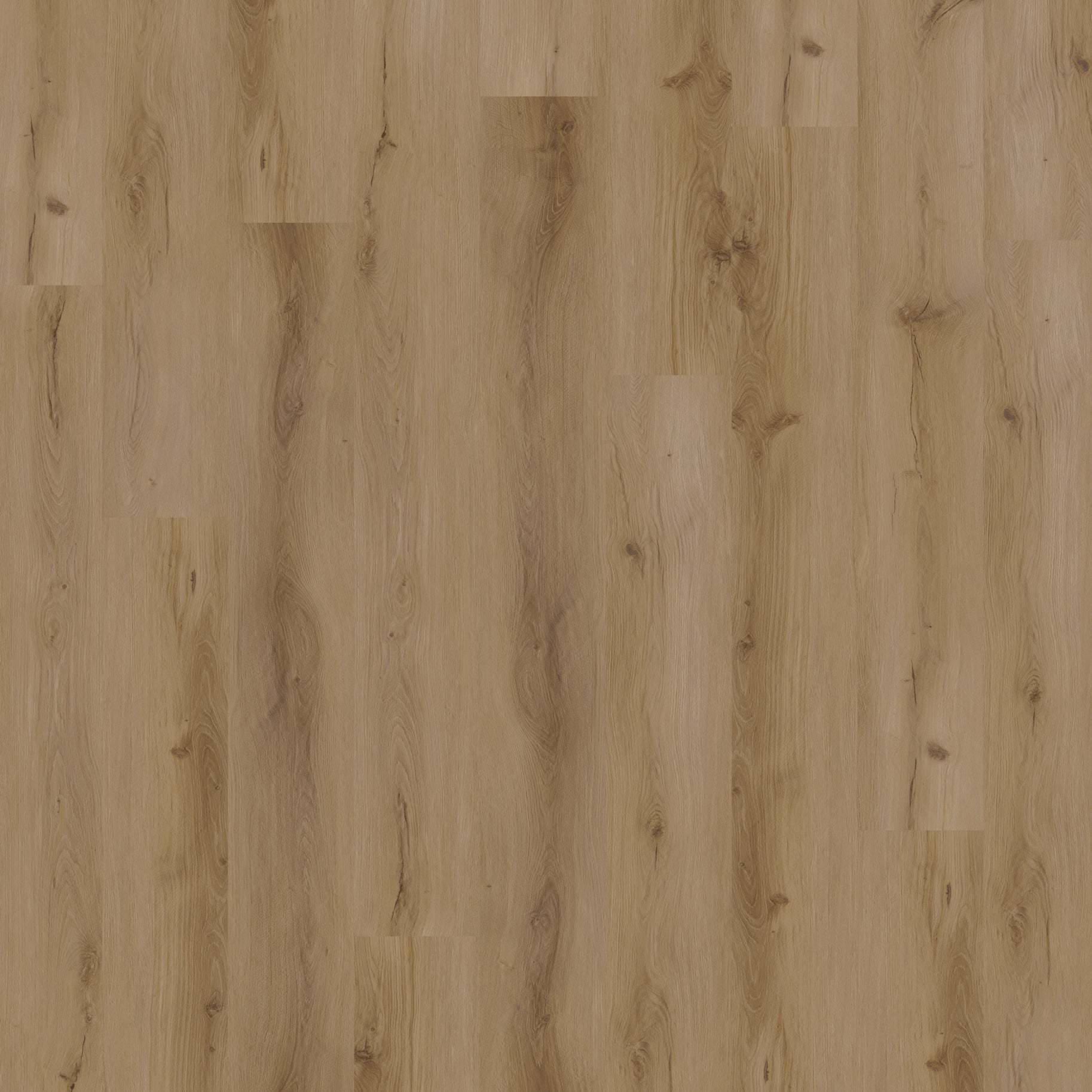 Macadamia swatch