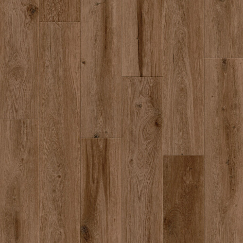 Cinnamon Bark Oak