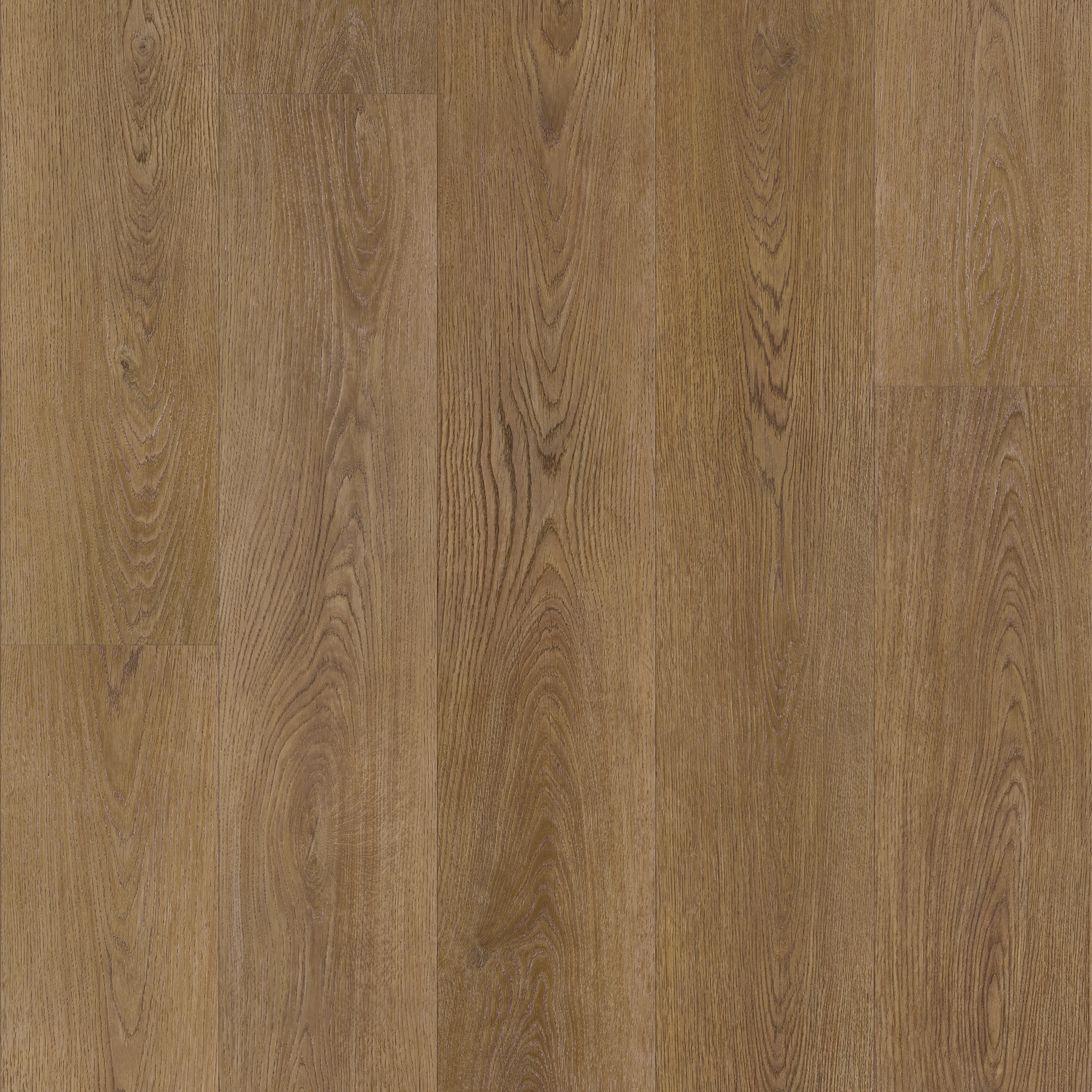 Saddle Oak, laid flat, seen from above