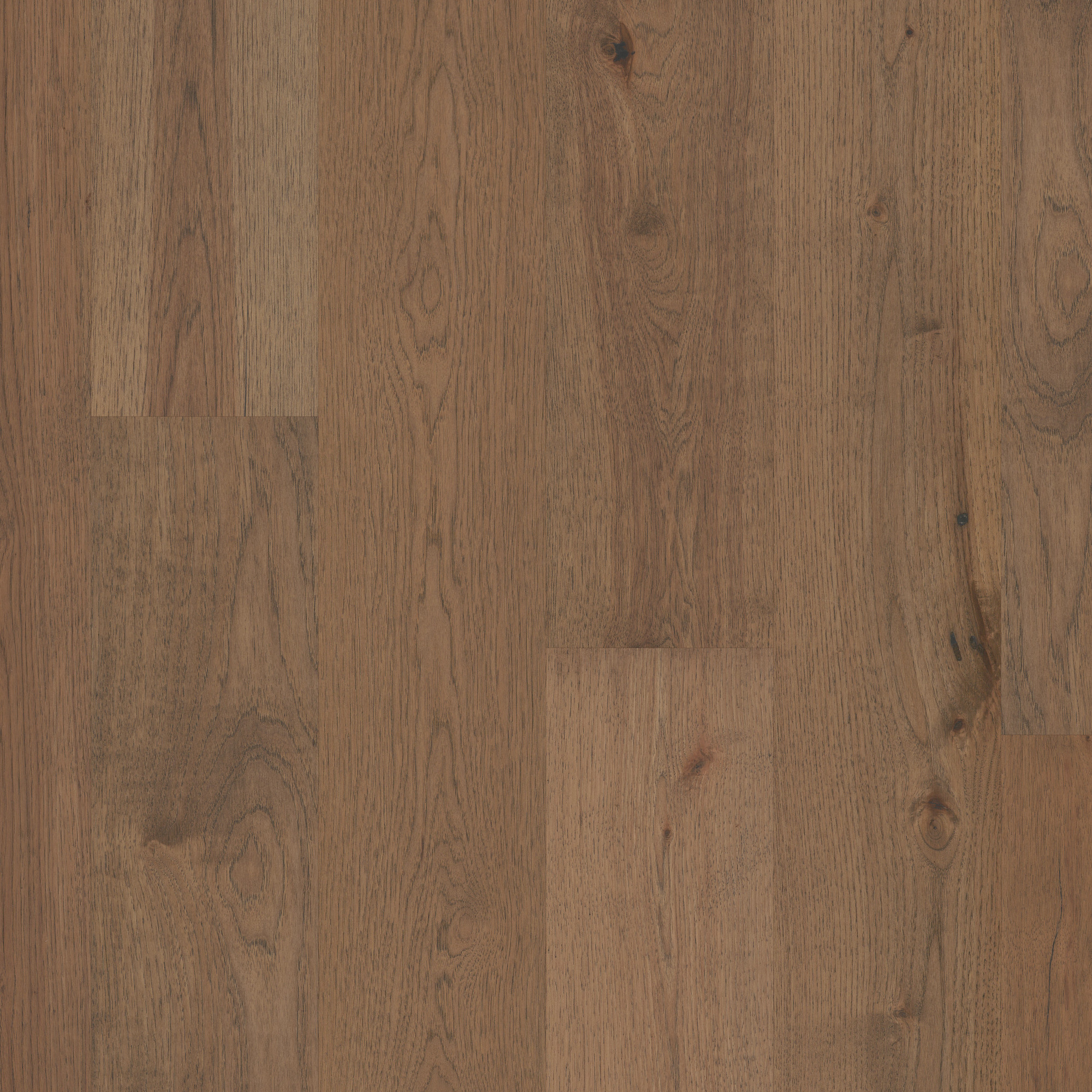 Hazel, laid flat, seen from above