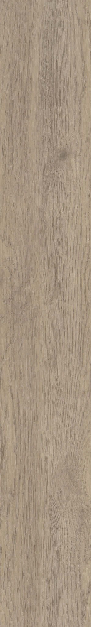 Willow Oak