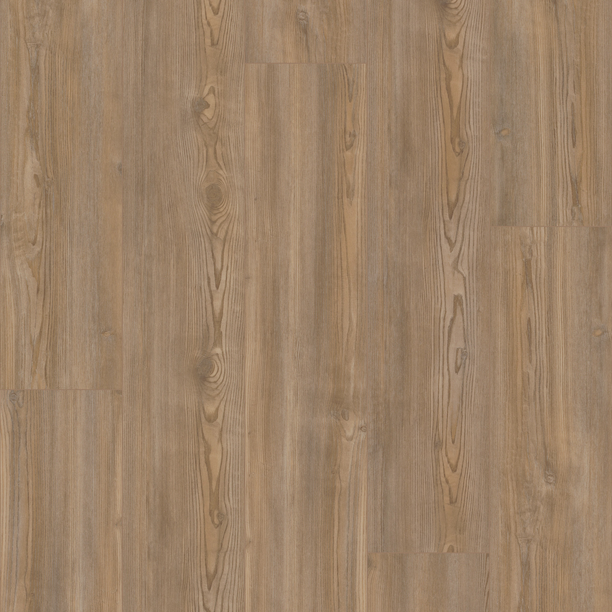 Treasure Pine, laid flat, seen from above