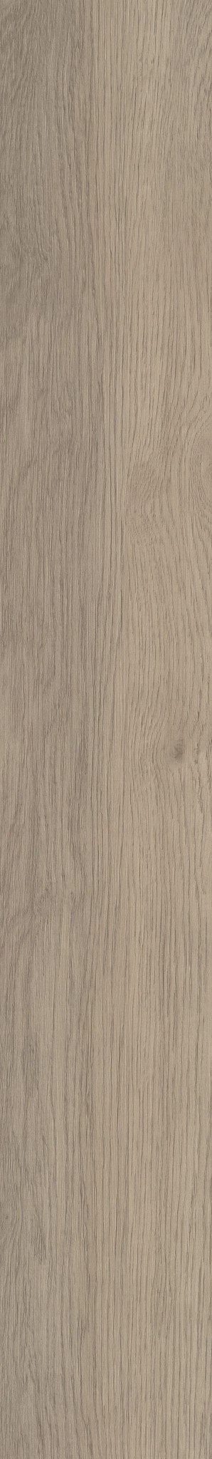 Willow Oak