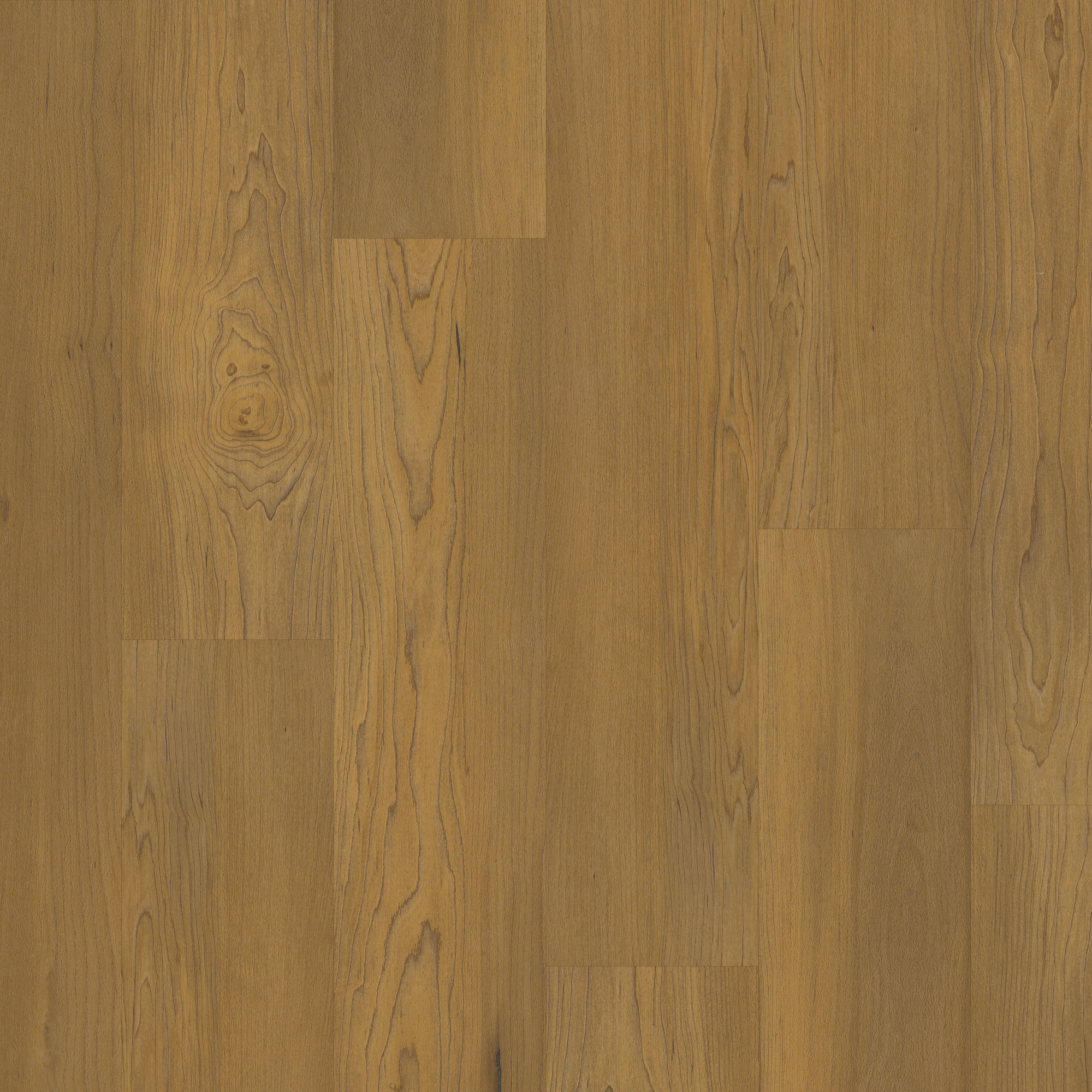 Essex Maple, laid flat, seen from above