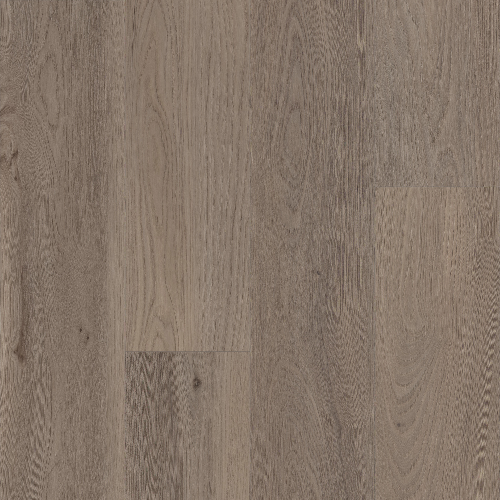 London Elm, laid flat, seen from above