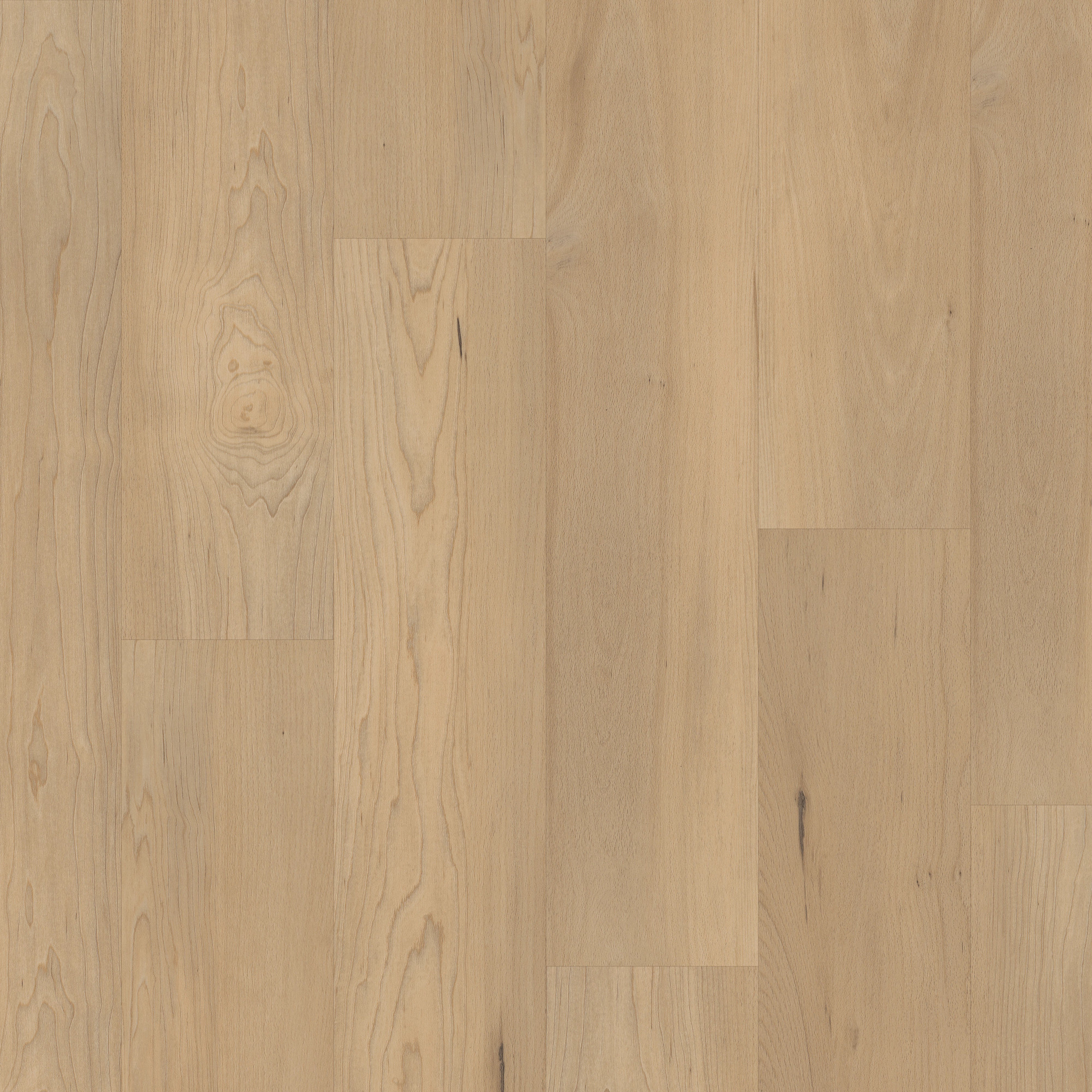 Douglas Maple, laid flat, seen from above