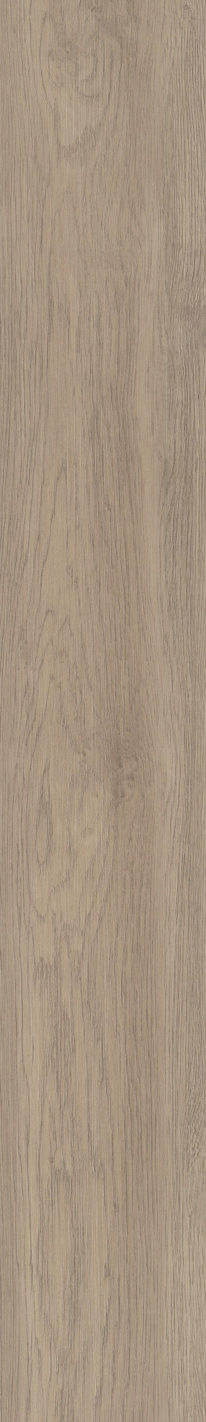 Willow Oak swatch