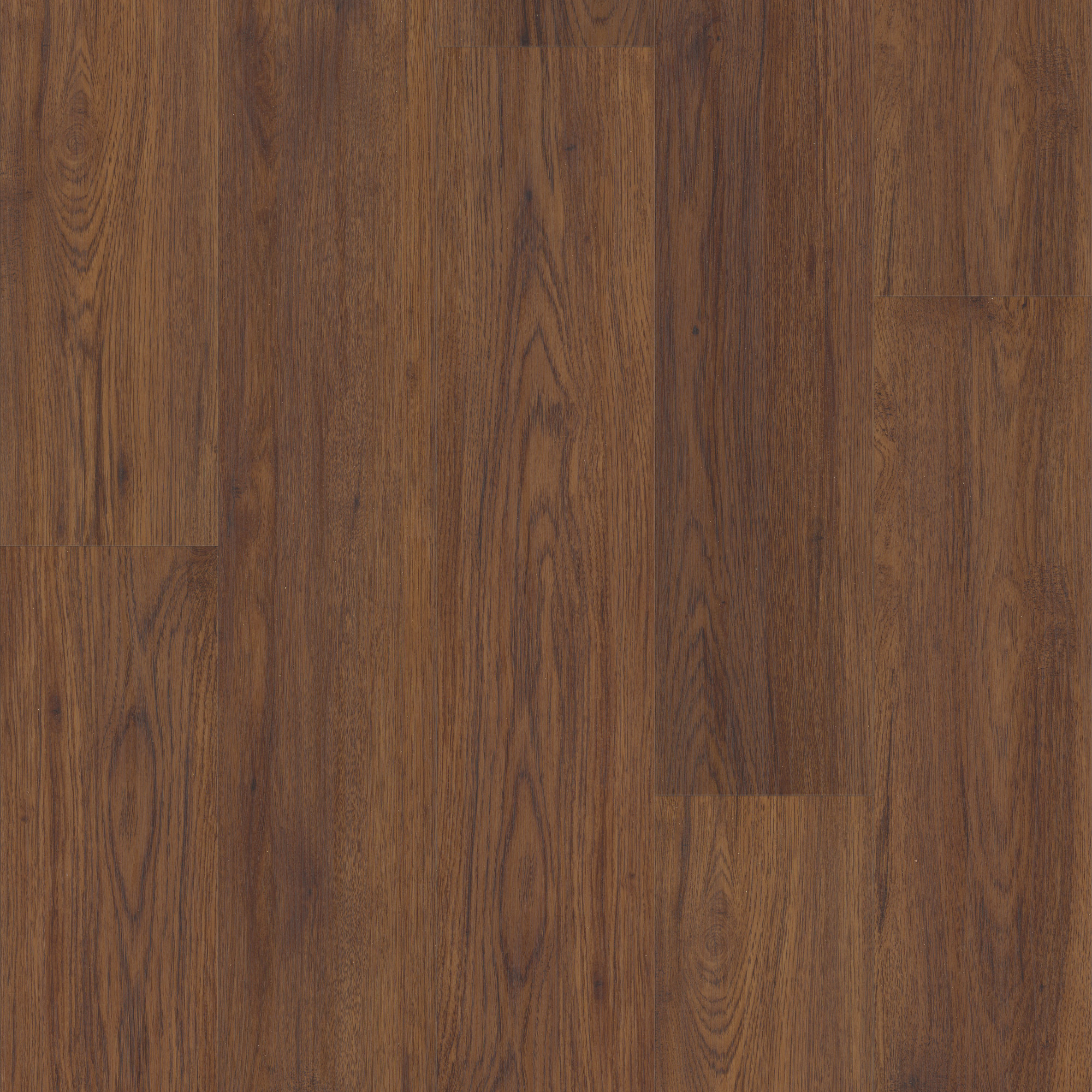 Fidalgo Oak, laid flat, seen from above