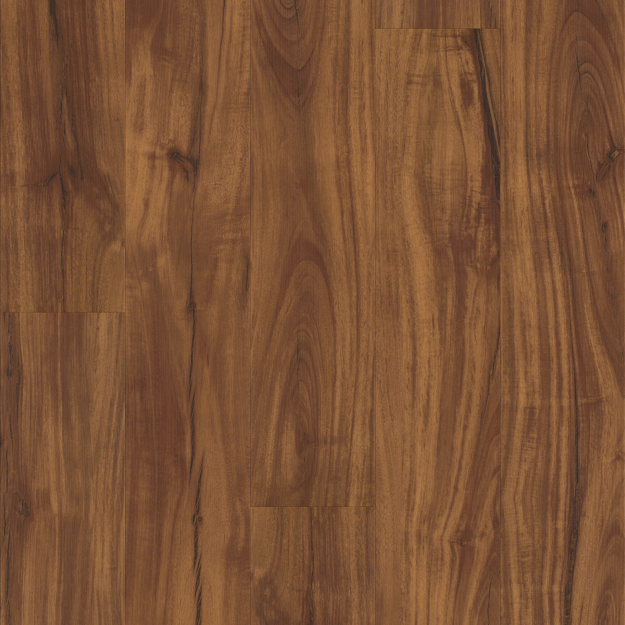 Gold Coast Acacia, laid flat, seen from above