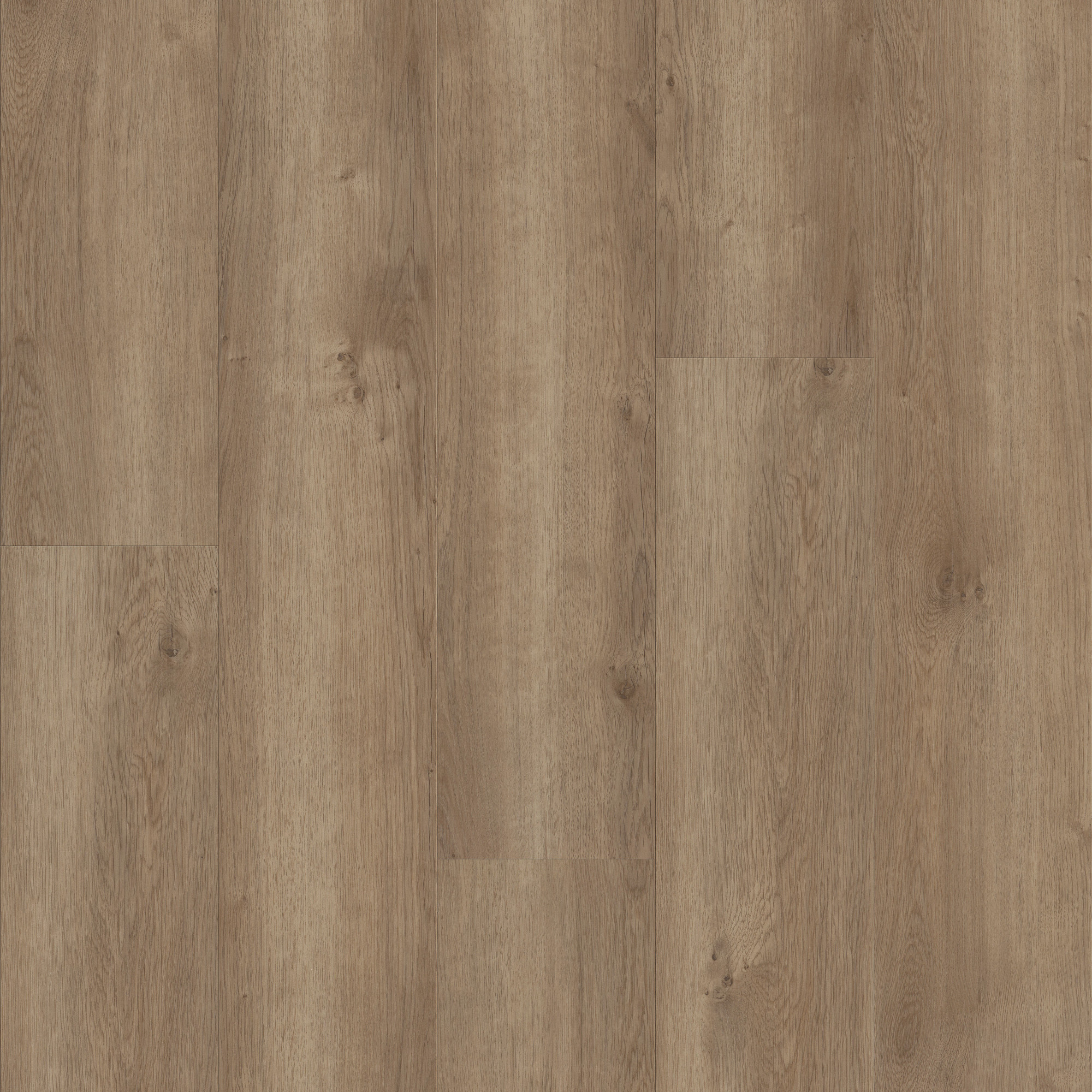 Copano Oak, laid flat, seen from above