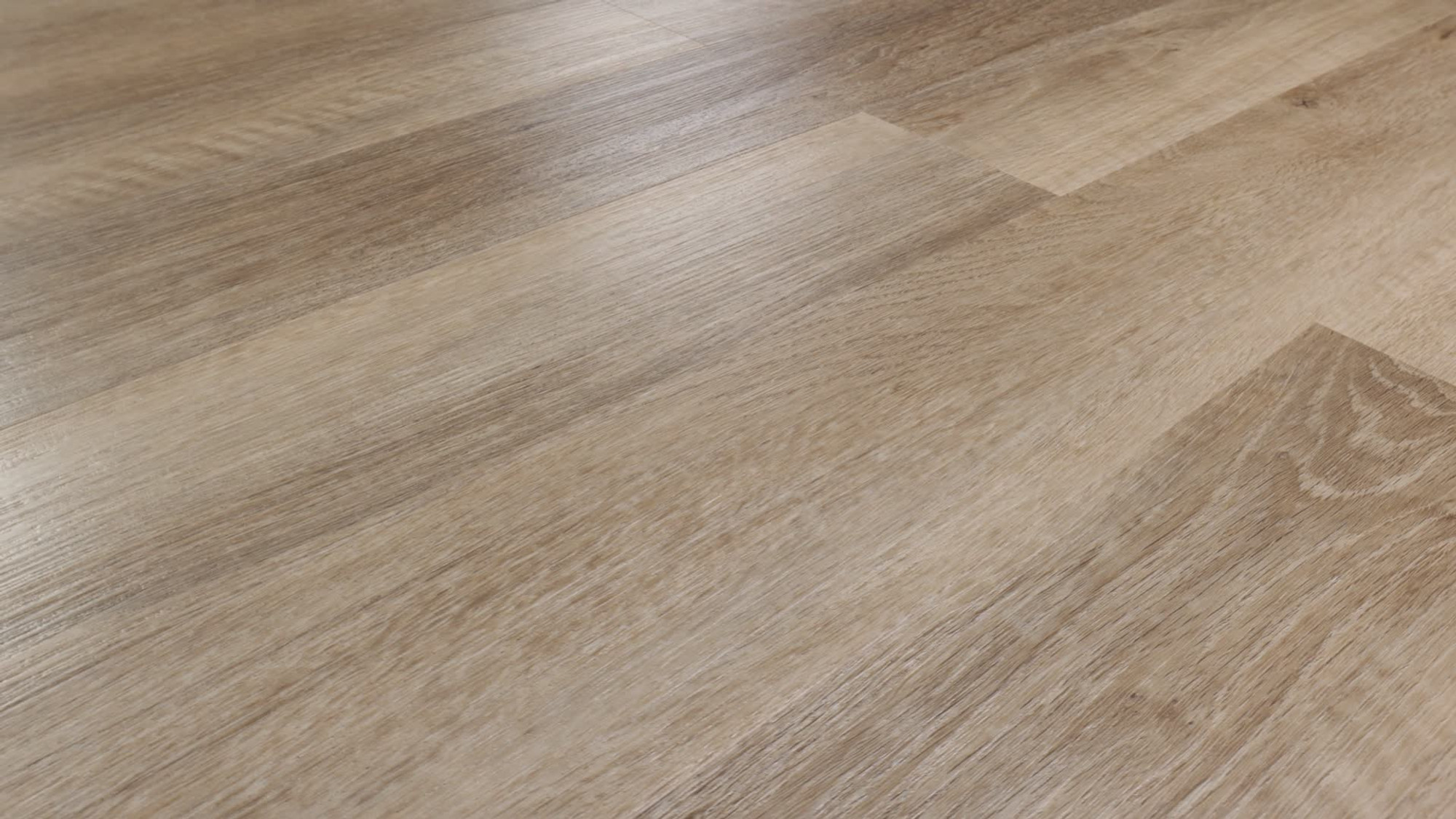 Brockport Oak, the manufacturer's 360 video
