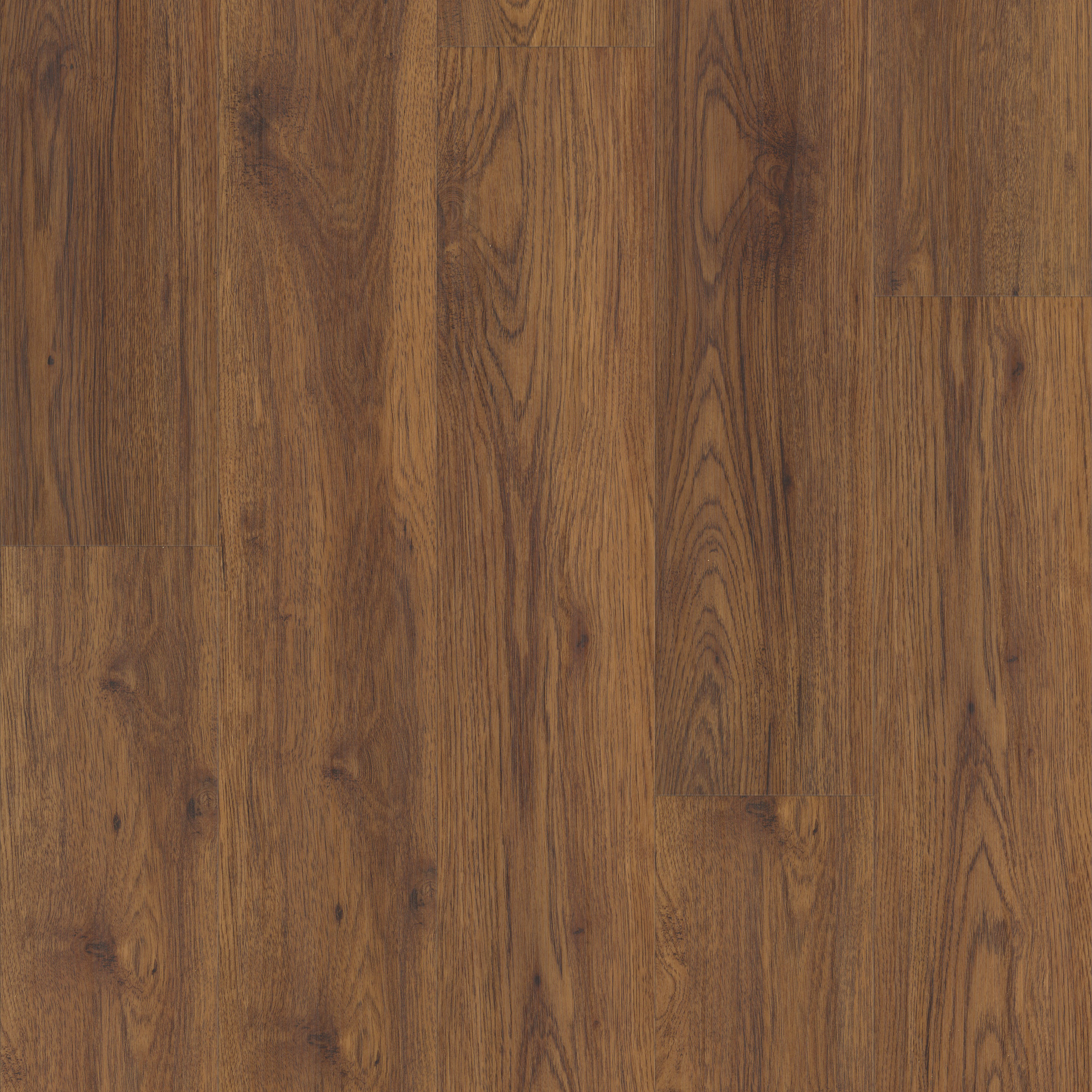 Midway Oak, laid flat, seen from above