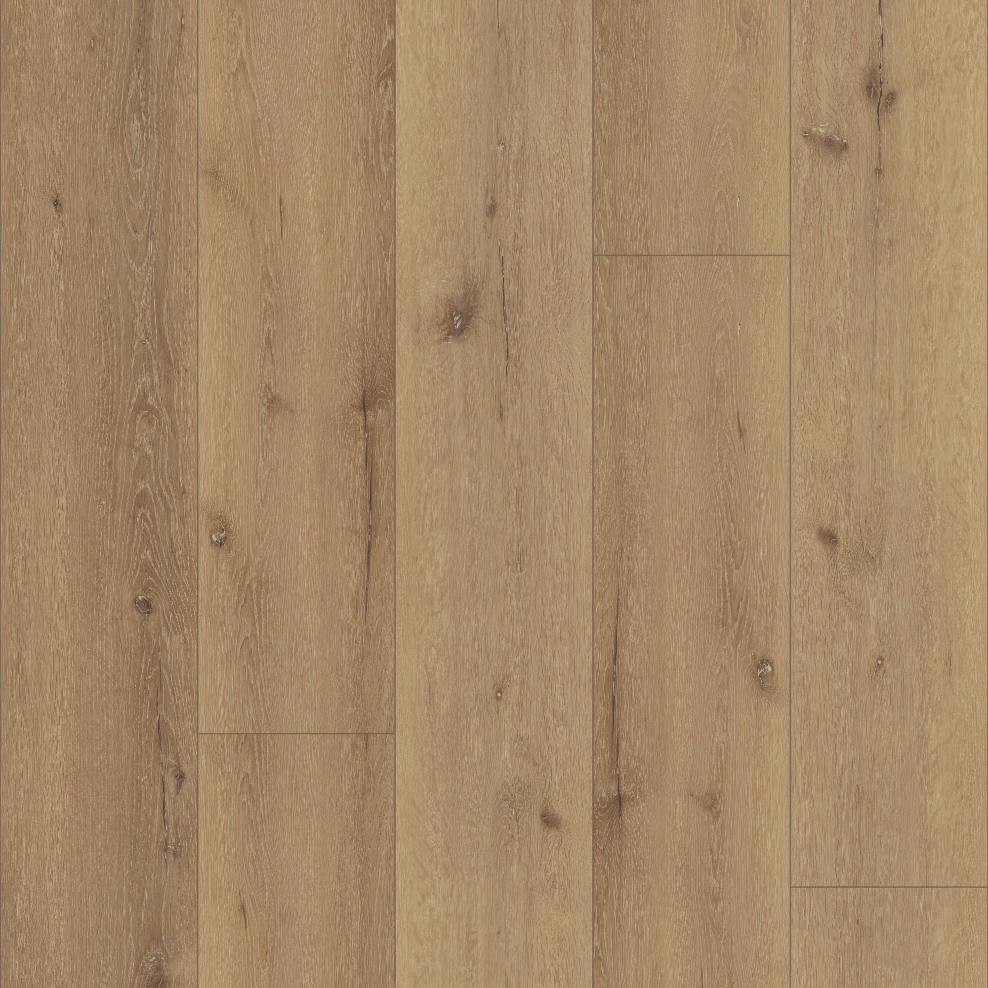 Cairo Oak, laid flat, seen from above