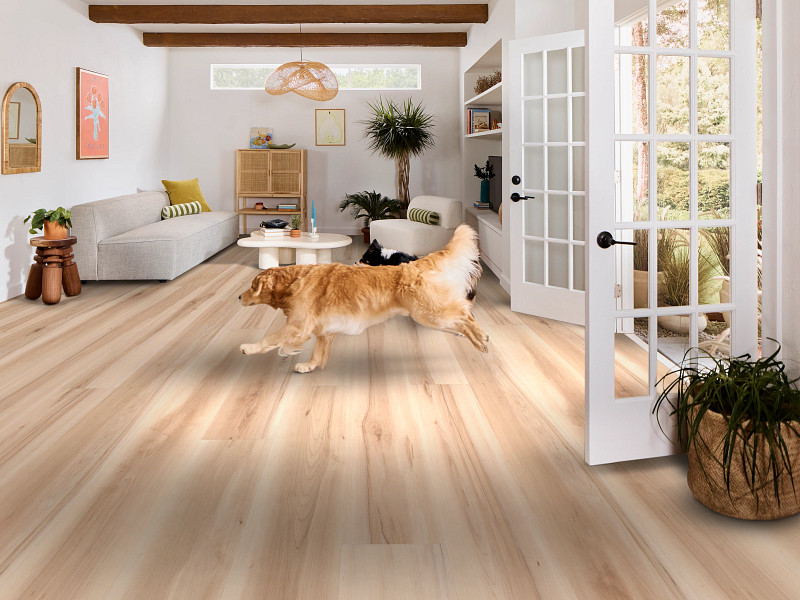 Almond Maple flooring in a room