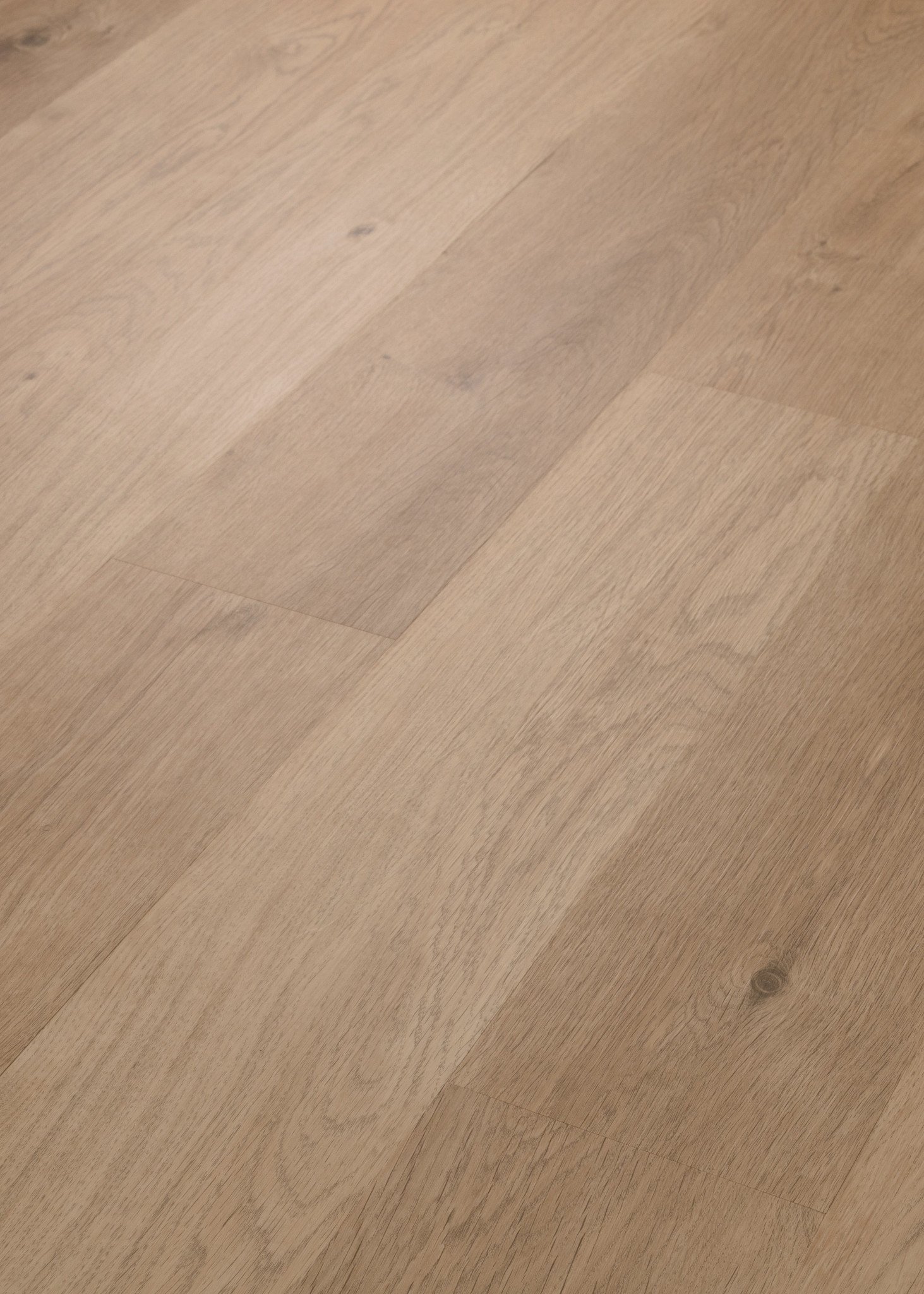 Golden Oak, seen at an angle