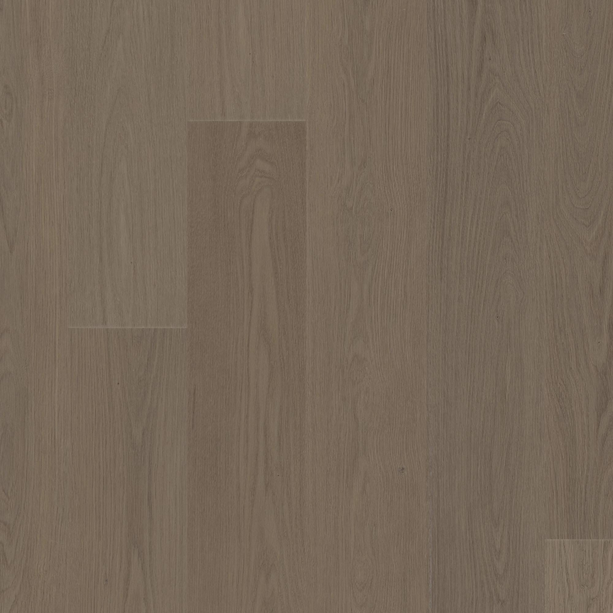 Meditative Oak, laid flat, seen from above