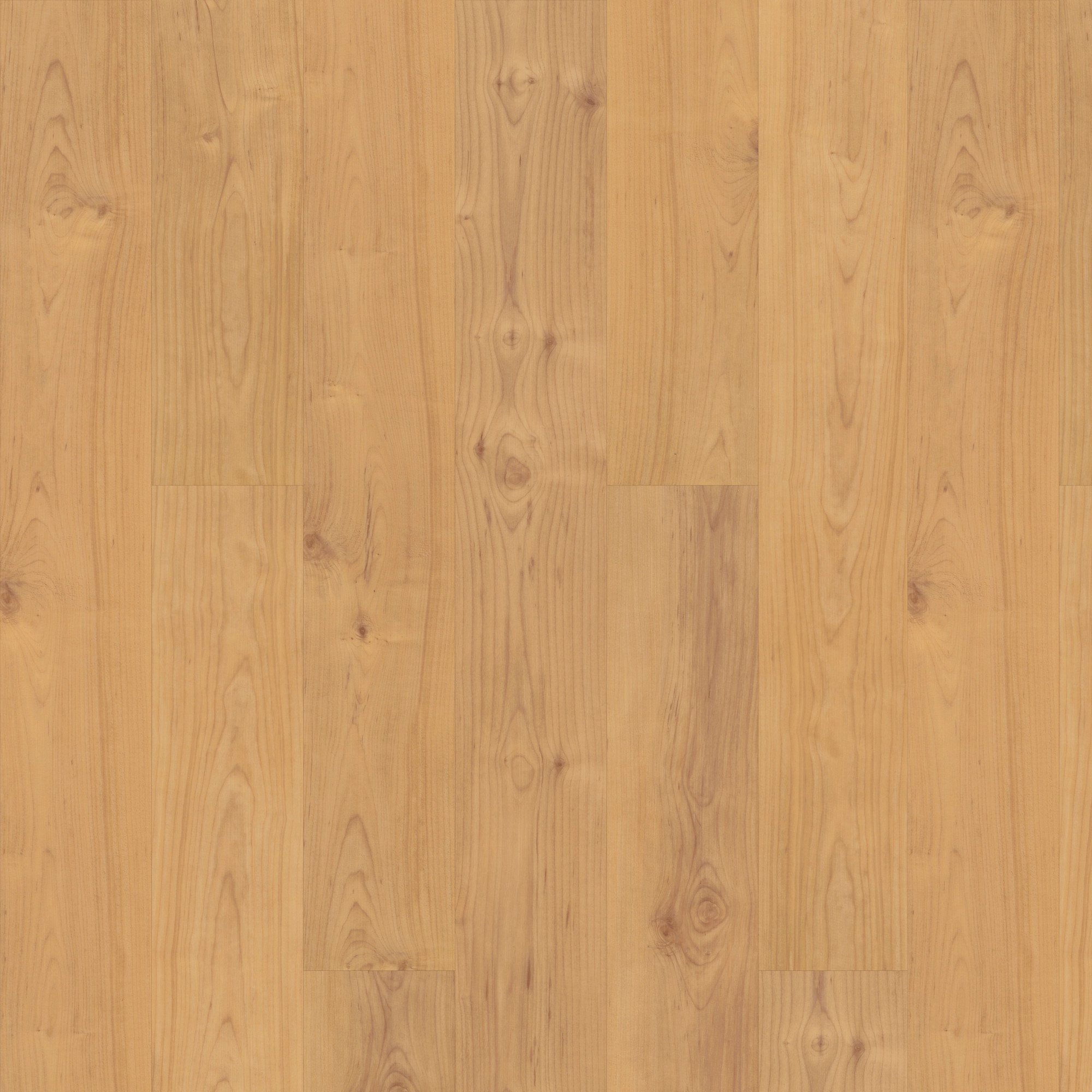 Norwegian Maple, laid flat, seen from above