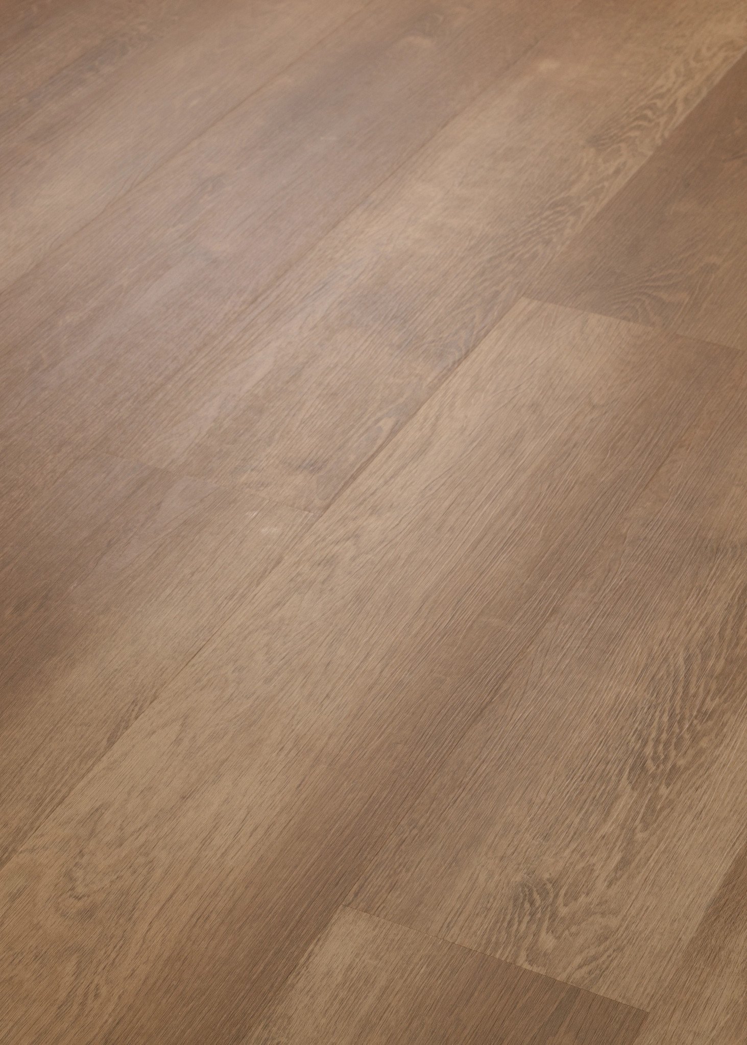 Amber Oak, seen at an angle